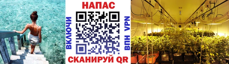 где продают   Стерлитамак  Шишки марихуана гибрид 